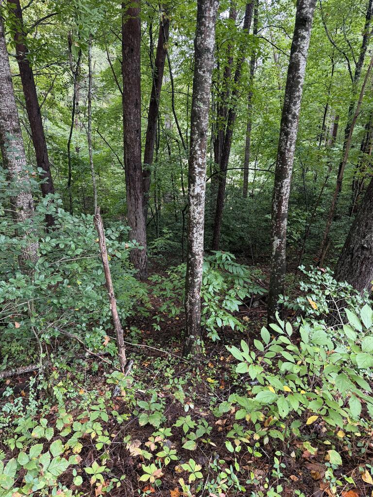 0 Little Wolfcreek Road Murphy, NC 28906 - Photo 2 of 3 Gallery Image 2