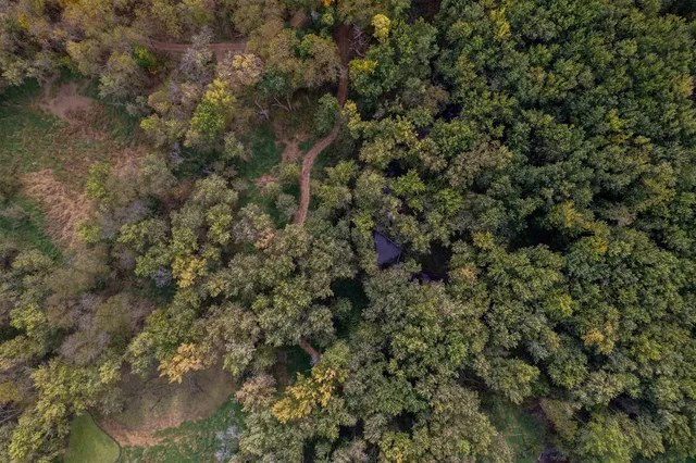 a view of a forest with trees