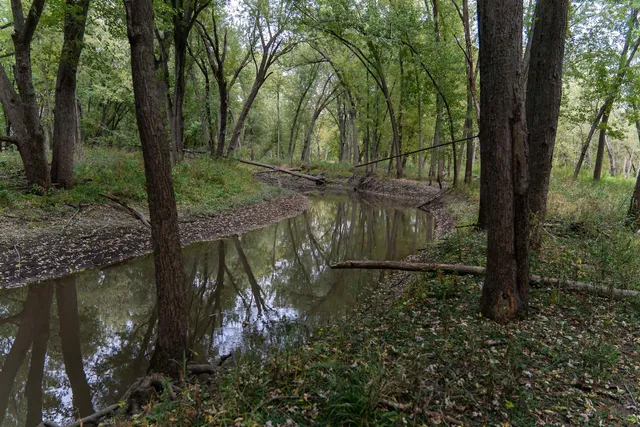 a view of a forest with trees in the background
