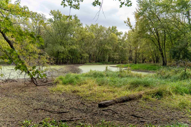 a view of a plant in a garden