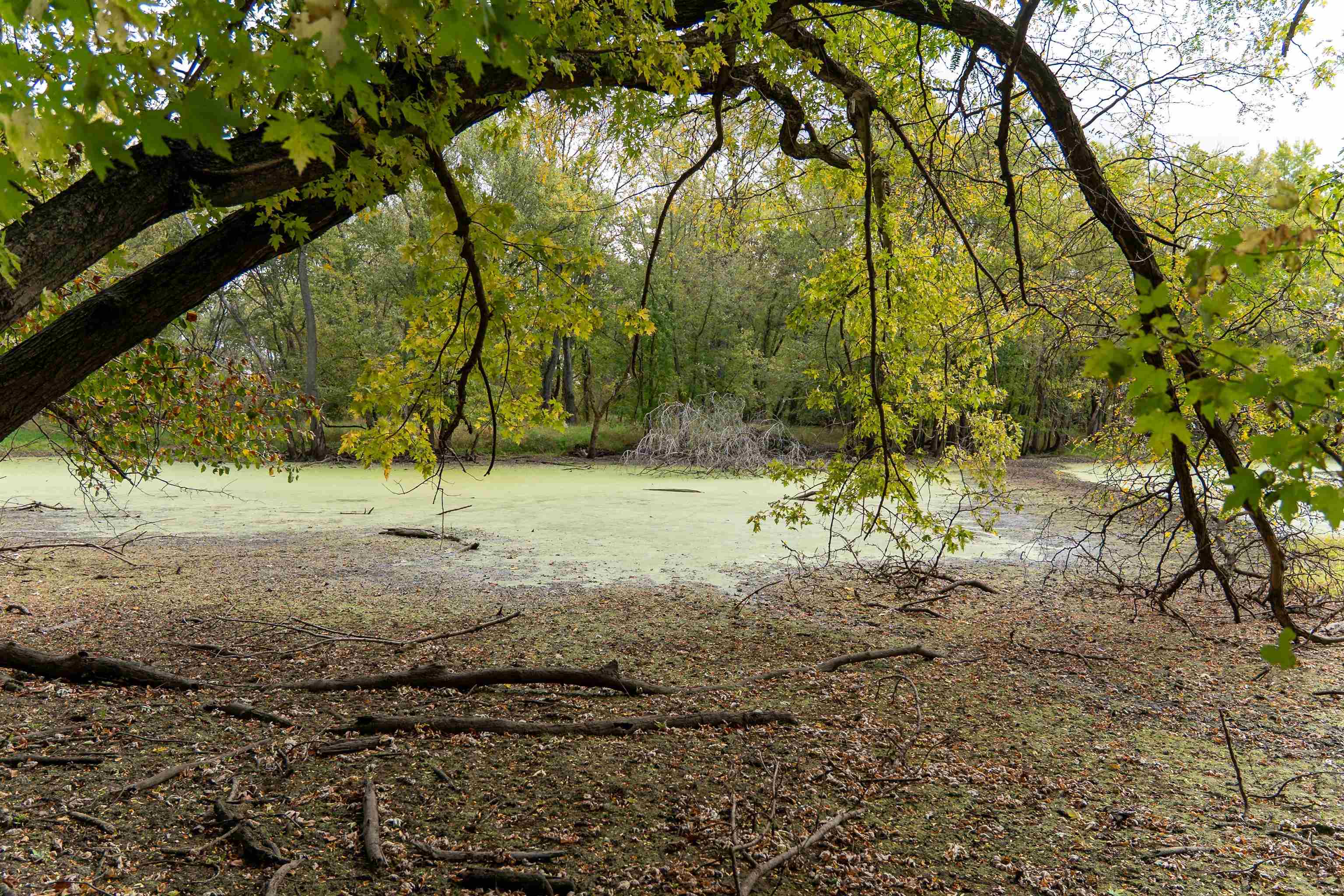 3537-3577 North Iris Hill Road Freeport, IL 61032 - Photo 50 of 60 a view of yard covered with trees