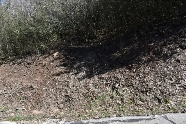 a view of a dry yard with large trees