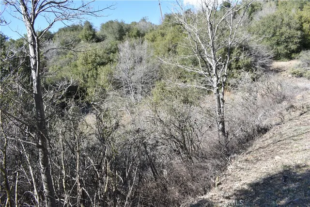 a view of a forest with large trees