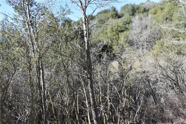 a view of a forest with a tree