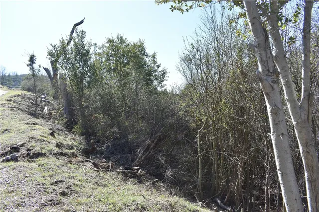 a view of a forest with lots of trees
