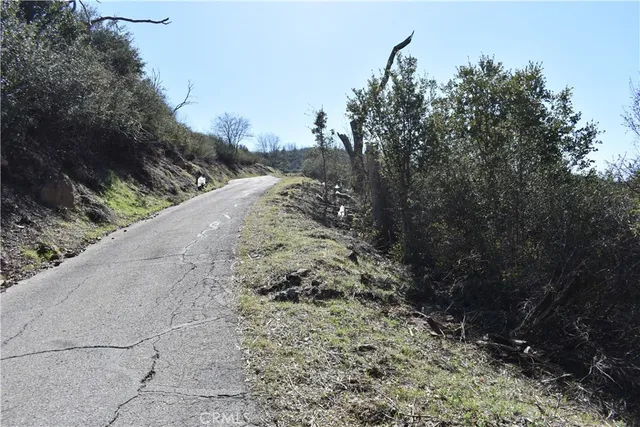 a view of a yard with plants and trees