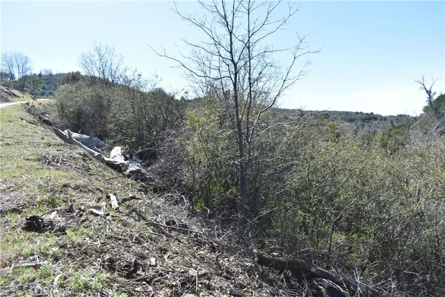 a view of a forest filled with trees