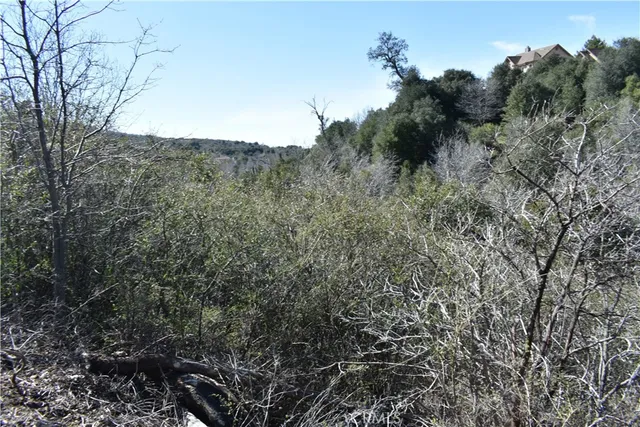 a view of a forest with a tree in the background
