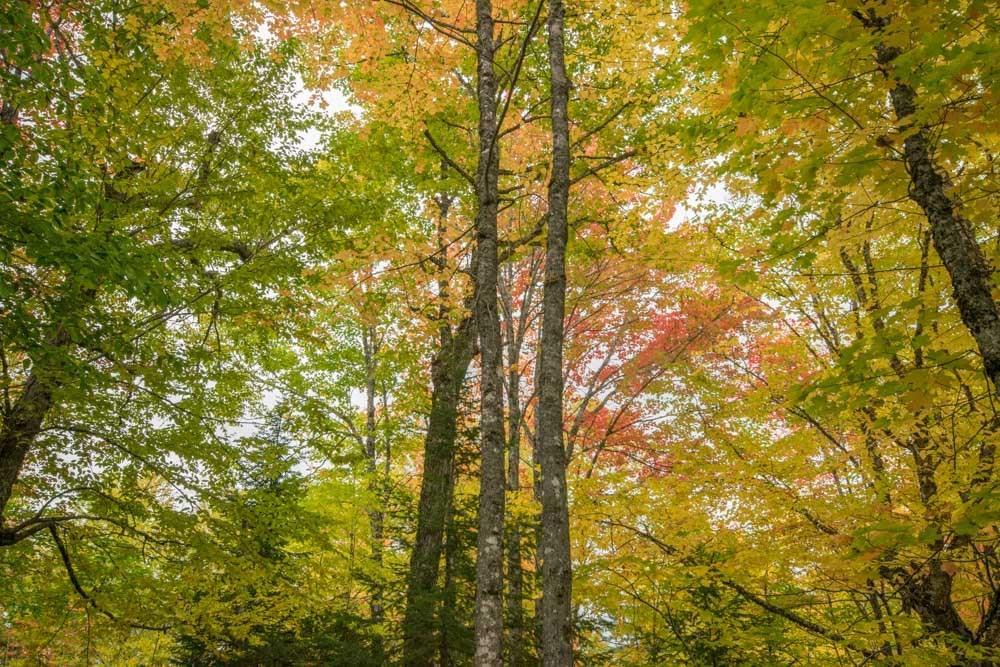 58 Gardner Point Road Mount Chase, ME 04765 - Photo 12 of 18 timber