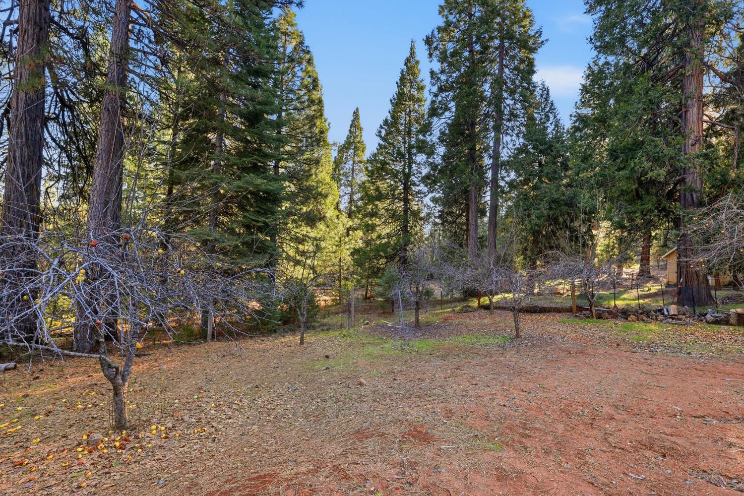 26476 Spring Road Pioneer, CA 95666 - Photo 84 of 97