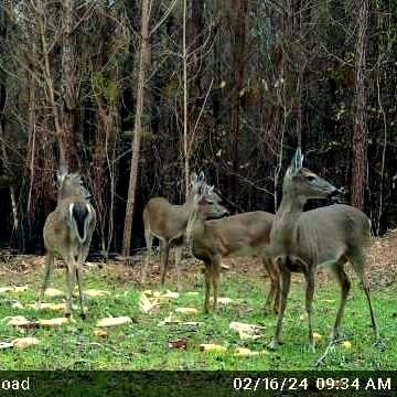0 Rawls Road Cairo, GA 39828 - Photo 14 of 15 Gallery Image 14
