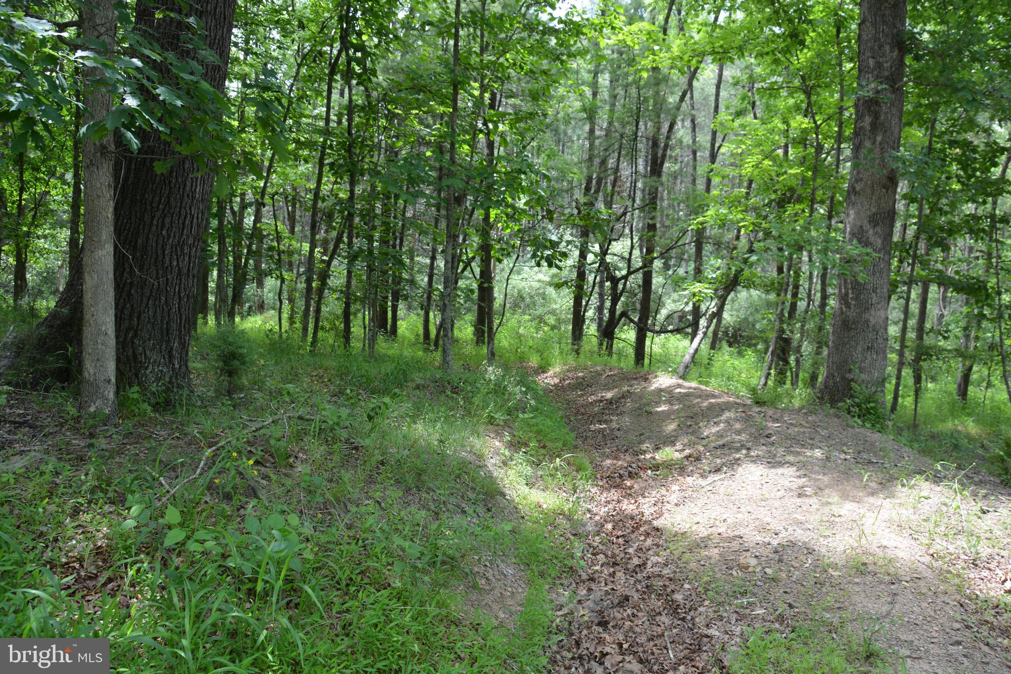 Two Lots On Siler Road Winchester, VA 22603 - Photo 24 of 38 a big yard with lots of green space and trees