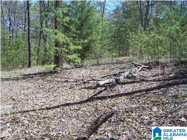 0 Homestead Lane Remlap, AL 35133 - Photo 6 of 23