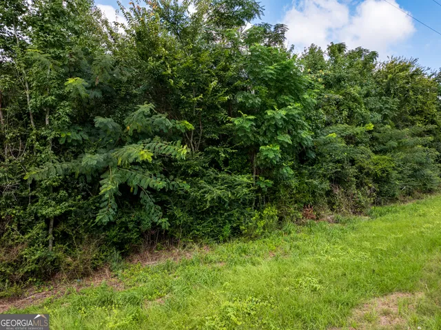 a view of a lush green forest