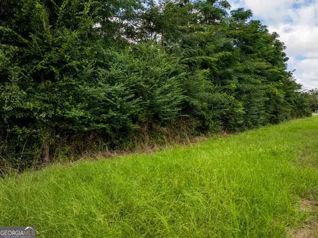 a view of a lush green forest