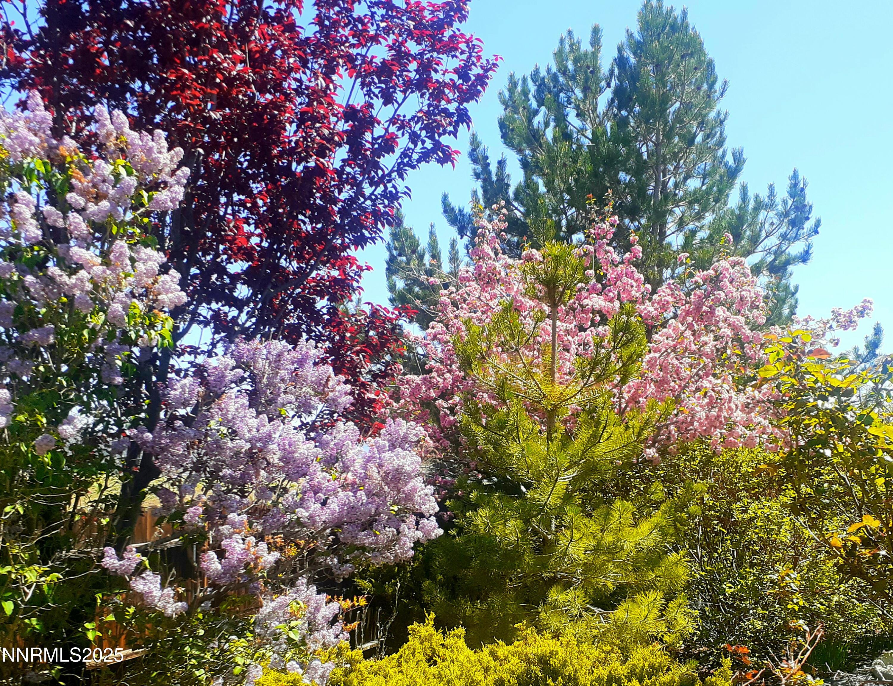 831 West Golden Valley Road Reno, NV 89506 - Photo 38 of 40 Spring bushes