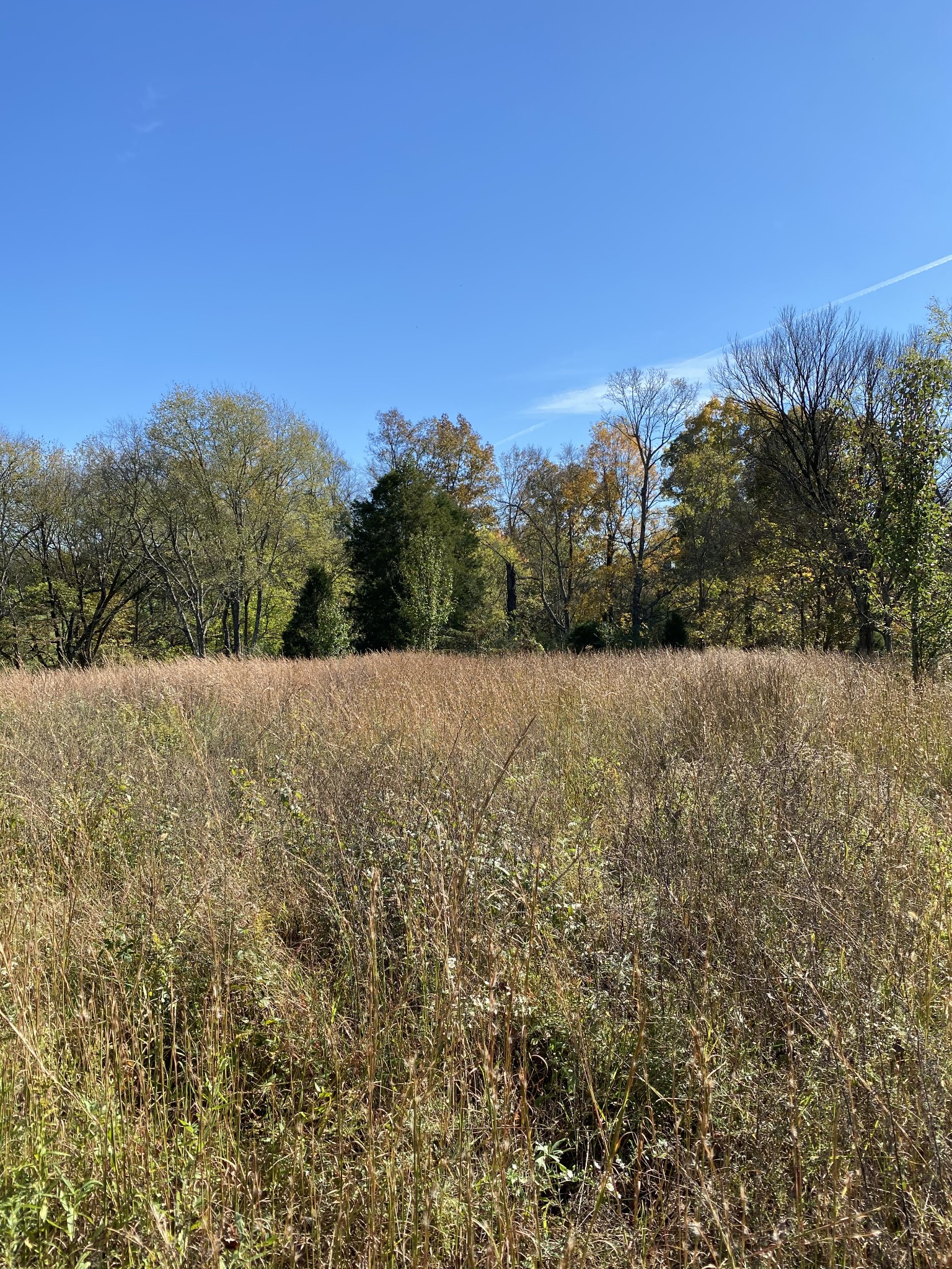 4008 Green Road Springfield, TN 37172 - Photo 6 of 24 a view of a field with trees in the background