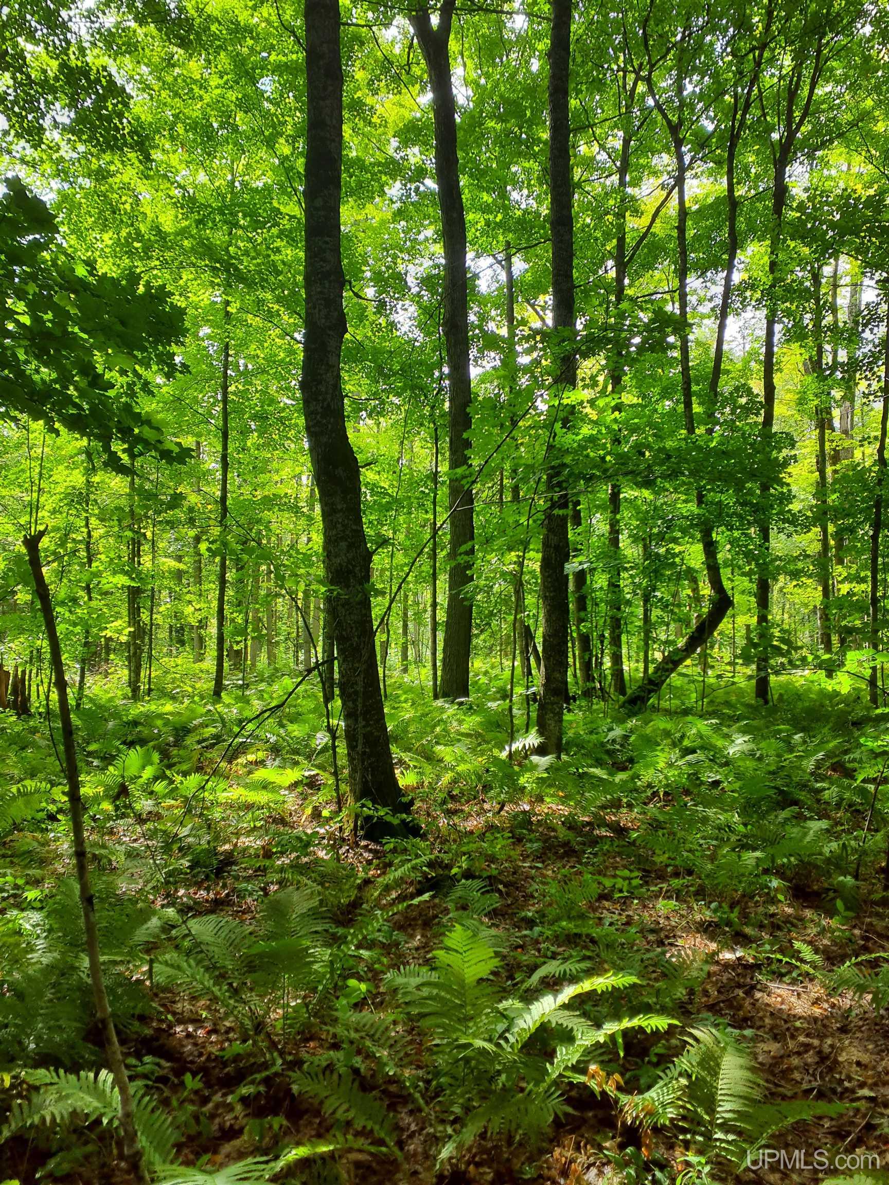 Tbd Bestard Road Ontonagon, MI 49953 - Photo 1 of 7