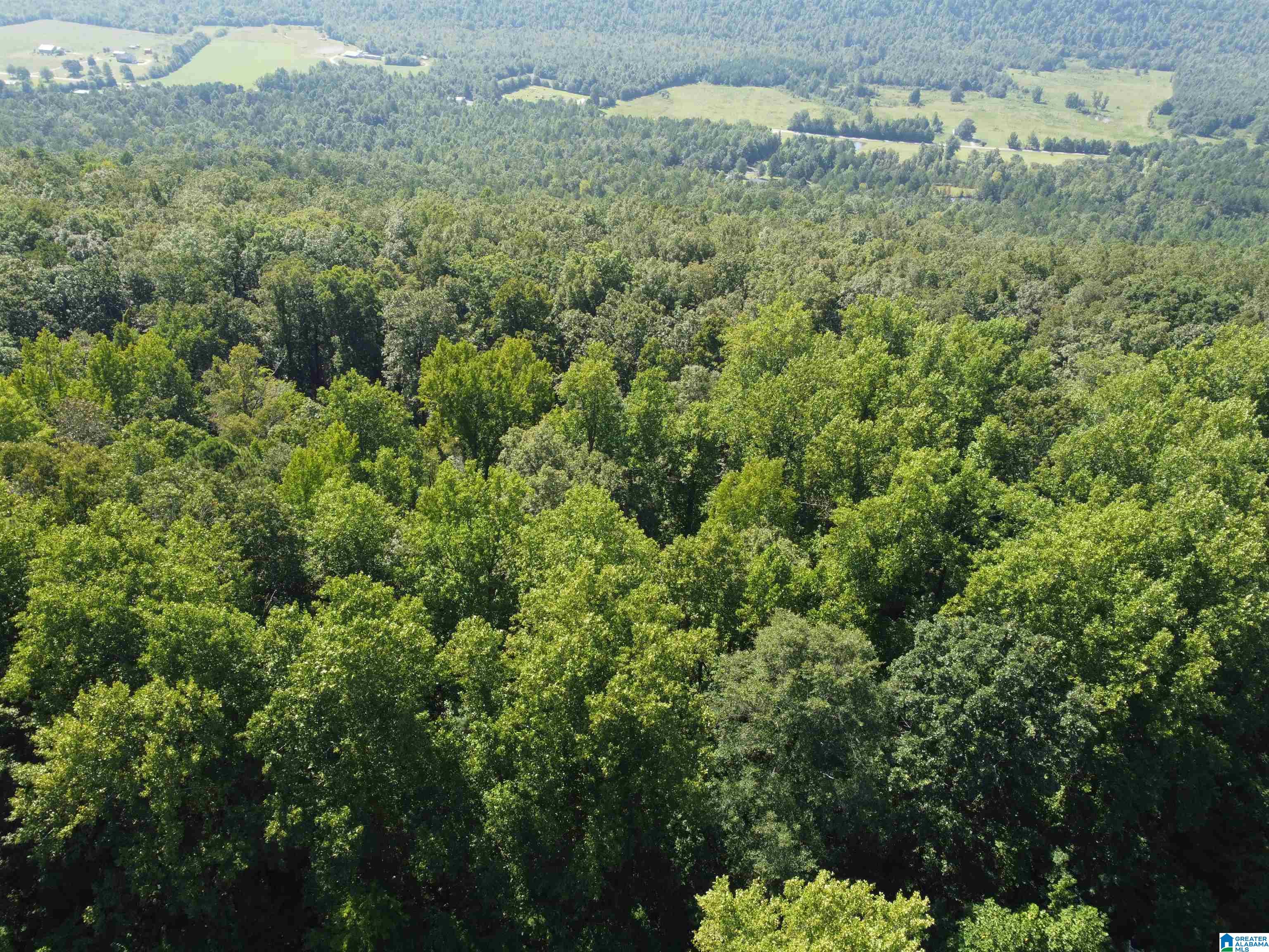 0 Beaver Mountain Road Ashville, AL 35953 - Photo 26 of 40