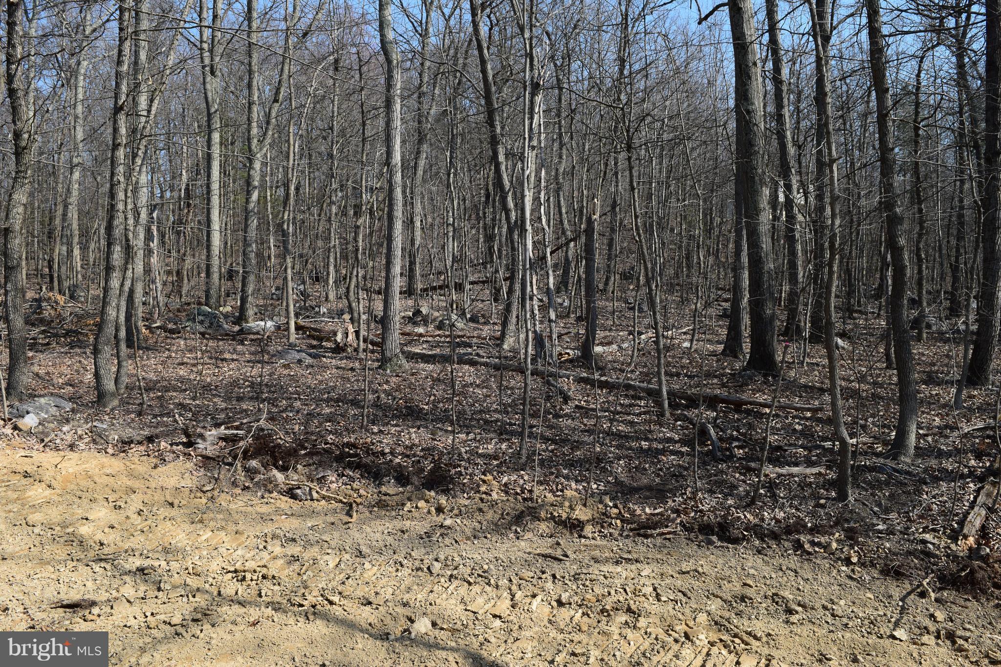 1125 Drummer Hill Road Front Royal, VA 22630 - Photo 28 of 30 Gorgeous hardwoods out back (during construction)