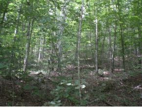 3-4 Steve Brown Road, Unit 3 & 4 Bean Station, TN 37708 - Photo 3 of 10 Photo 3