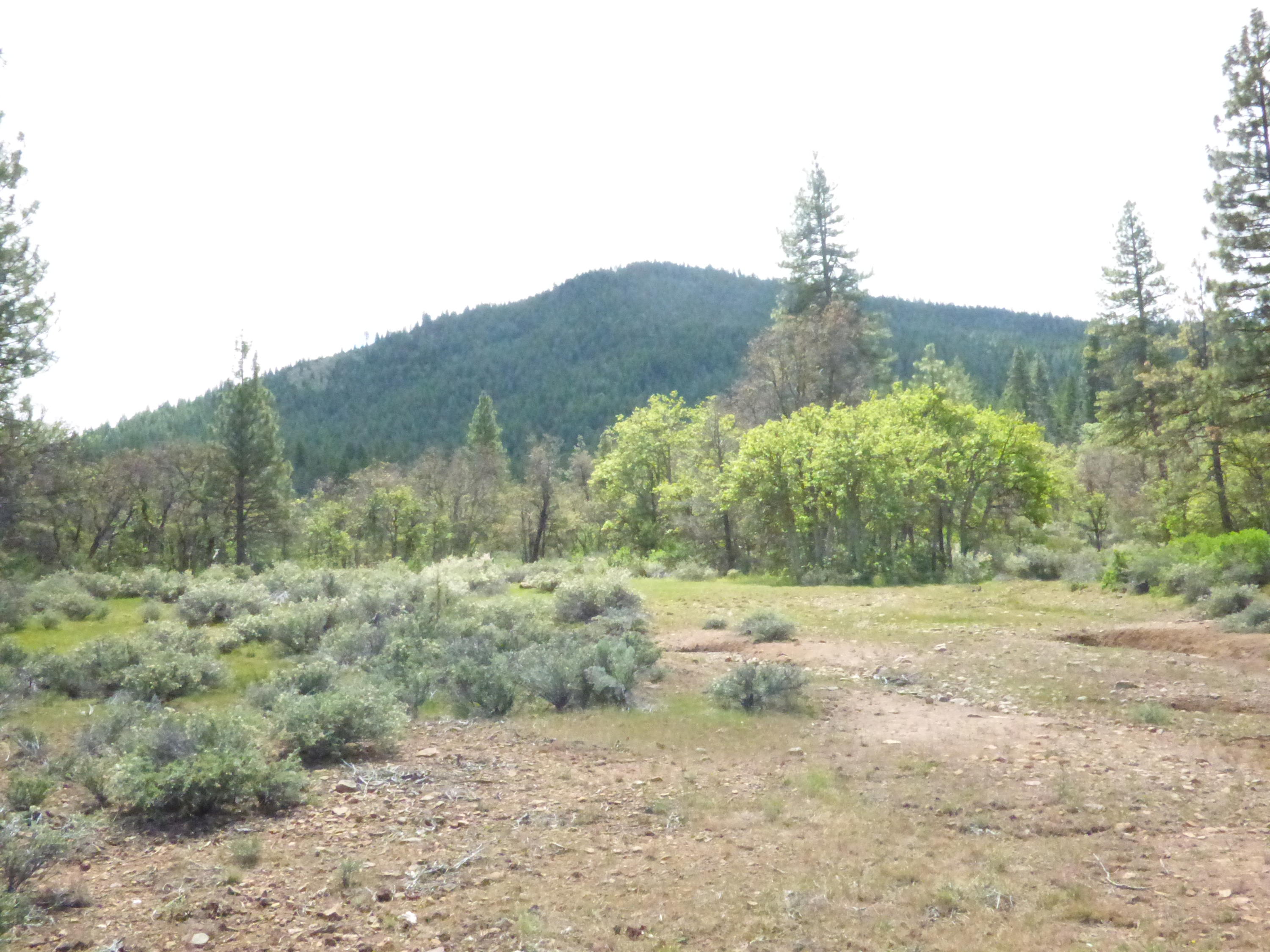 Hawkins Mill Road Fall River Mills, CA 96028 - Photo 12 of 12 a view of dirt field with large trees