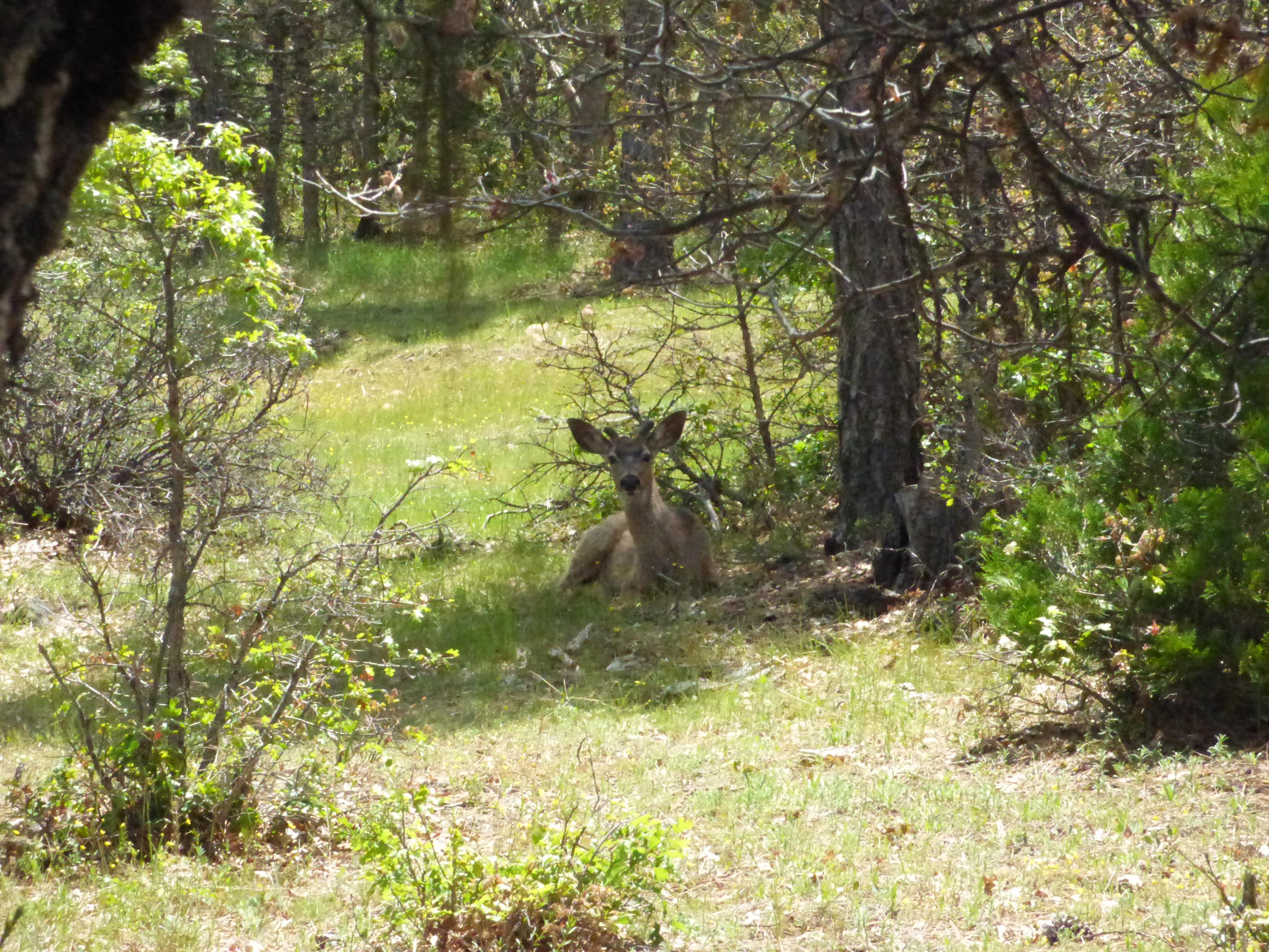 Hawkins Mill Road Fall River Mills, CA 96028 - Photo 5 of 12 a view of yard with green space