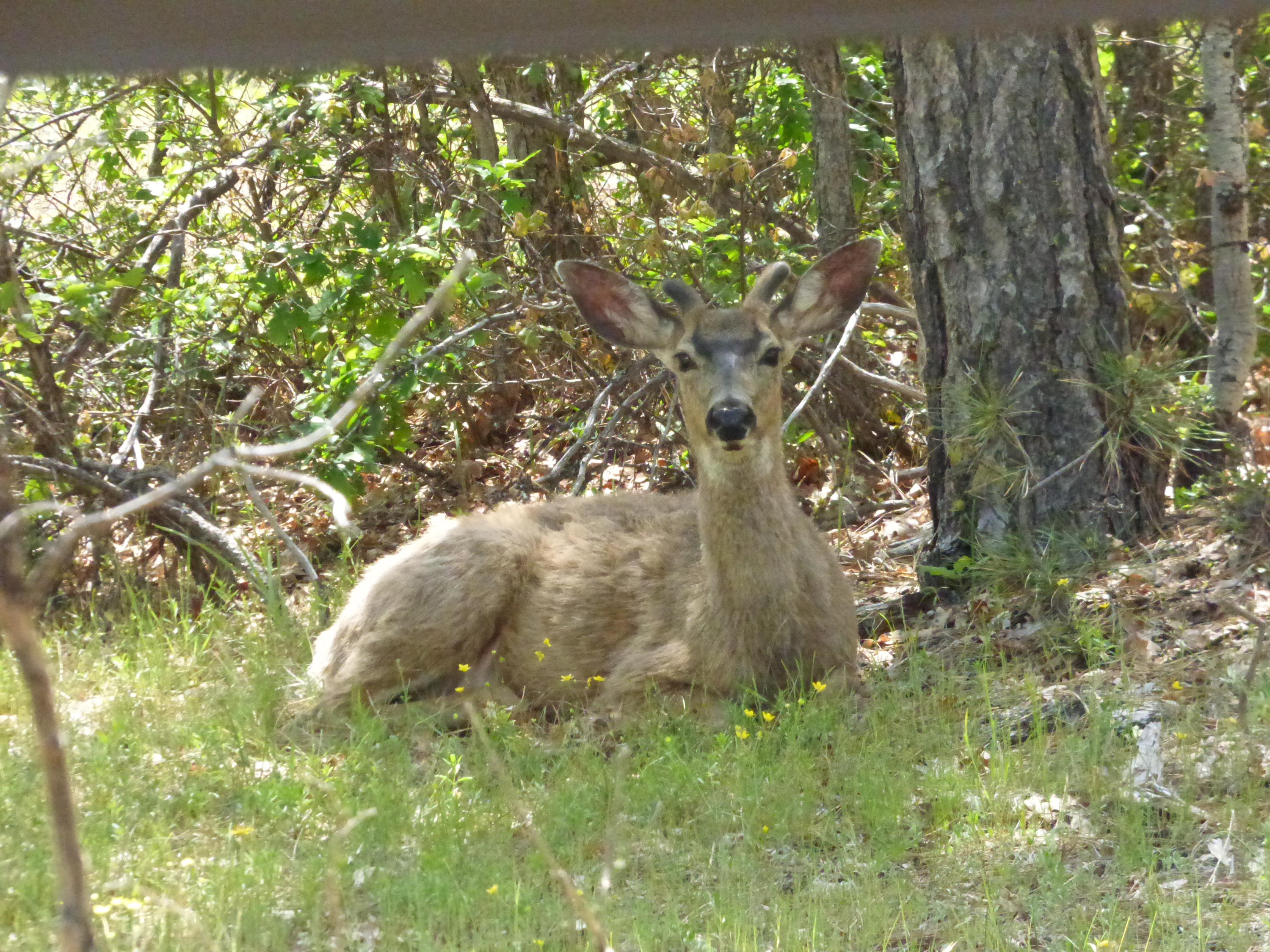Hawkins Mill Road Fall River Mills, CA 96028 - Photo 6 of 12 a backyard of a house