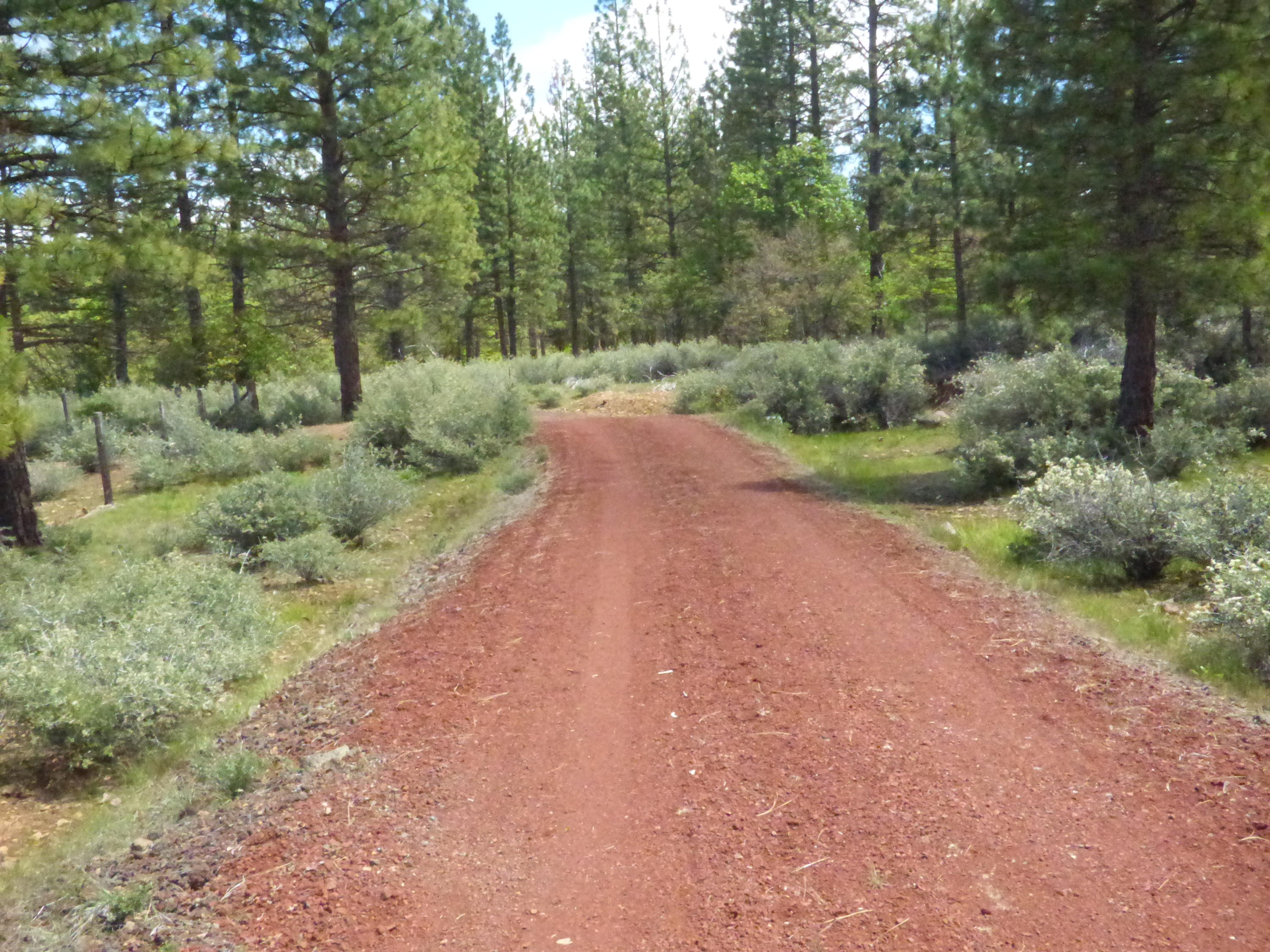 Hawkins Mill Road Fall River Mills, CA 96028 - Photo 7 of 12 a view of a dirt road with trees in the background
