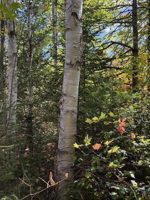 2434 Greenfield Rd Summit Burlington, ME 04417 - Photo 22 of 22 IMG_1084