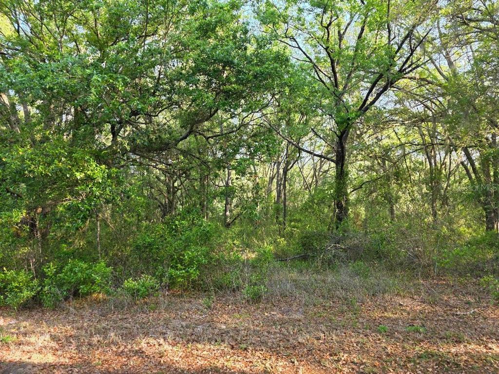 Southwest Sea Cliff Drive Dunnellon, FL 34433 - Photo 1 of 1 a view of a forest with trees in the background
