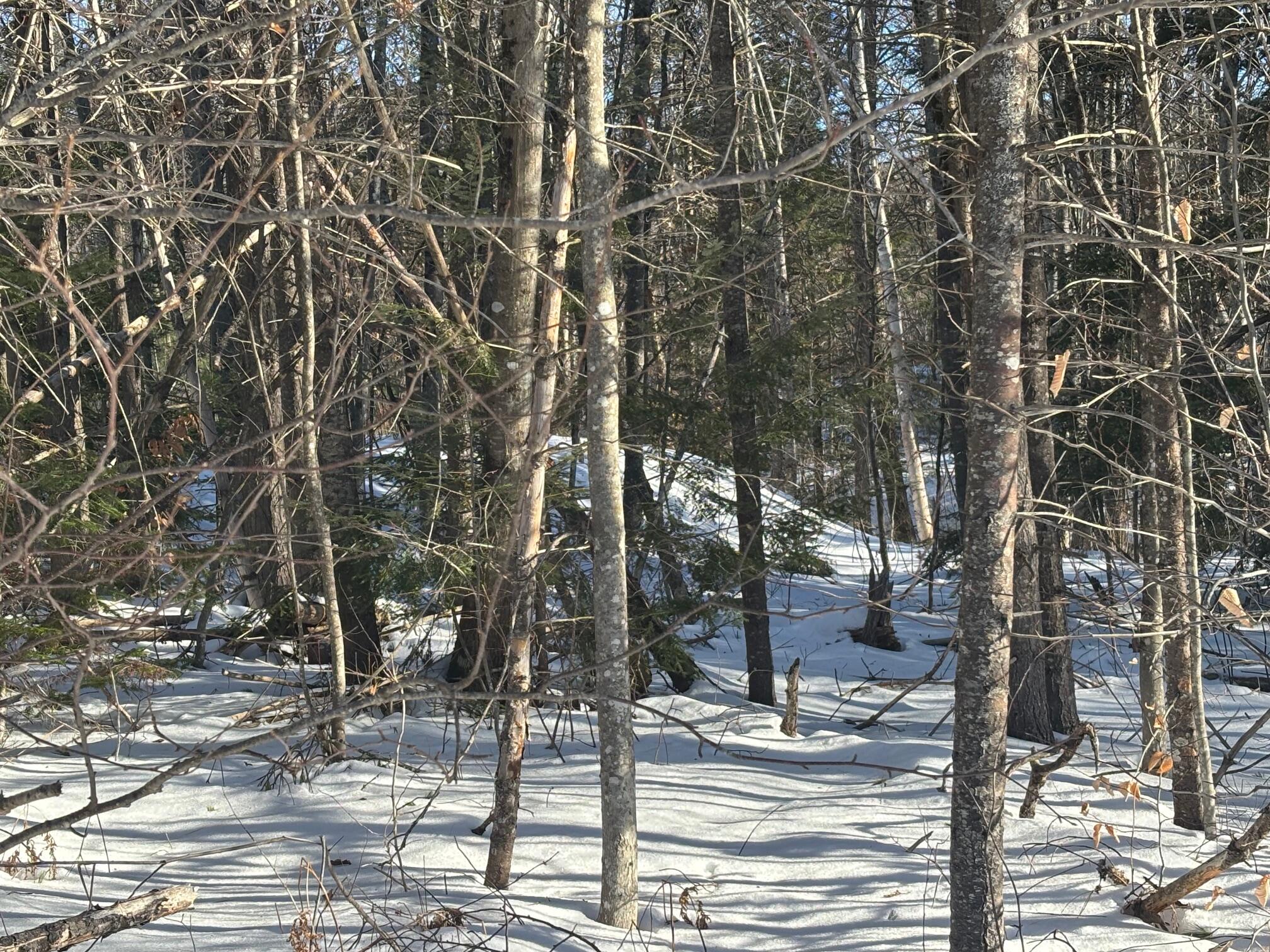 Lot 15-023 Intervale Road Bethel, ME 04217 - Photo 6 of 6 IMG_7156