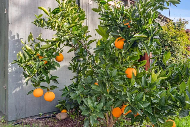 $795,000 | 601 Baines Avenue, Sonoma, CA 95476