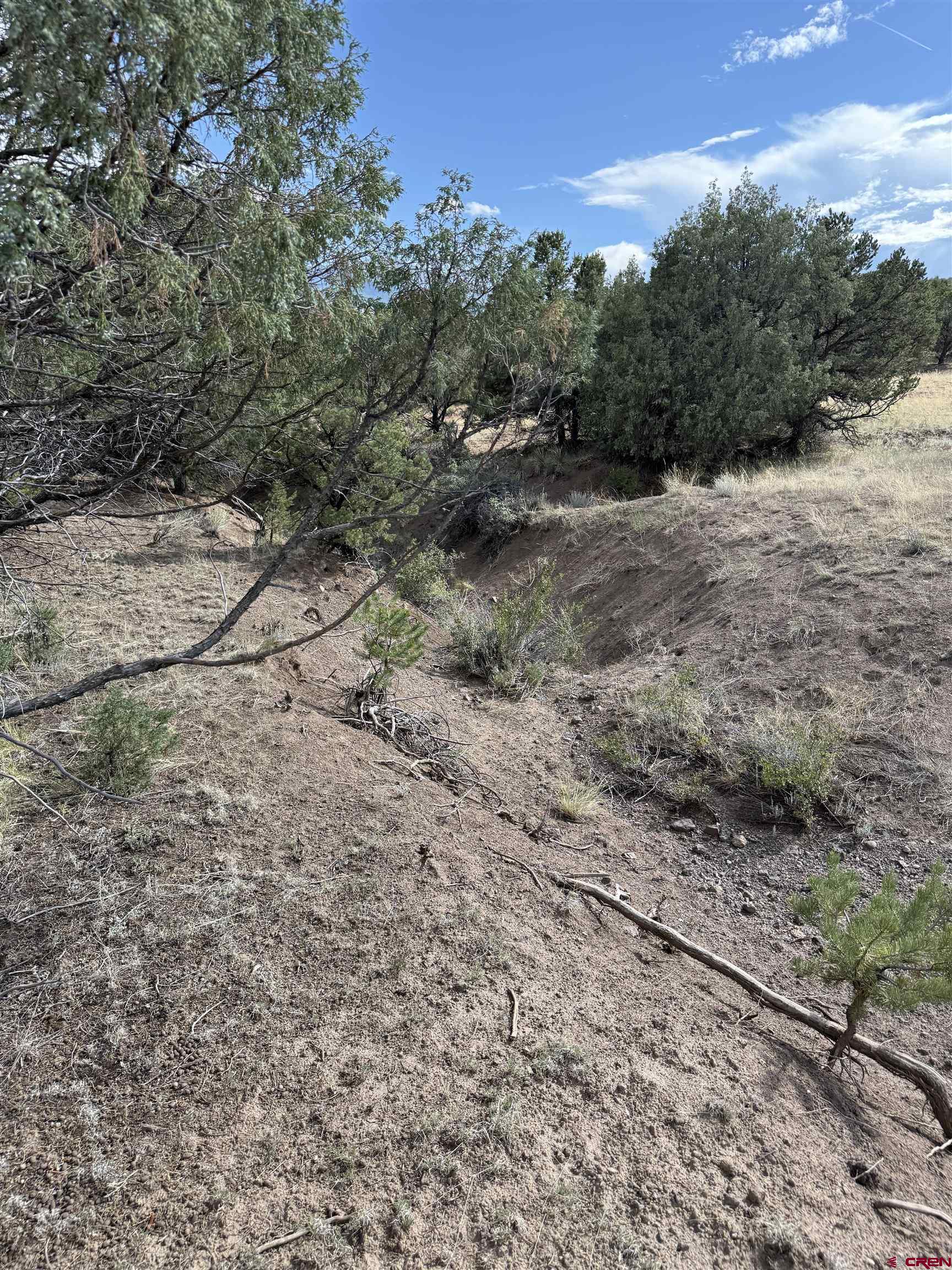 729 Vail Pass Road South Fork, CO 81154 - Photo 2 of 7 a view of a dry yard with trees