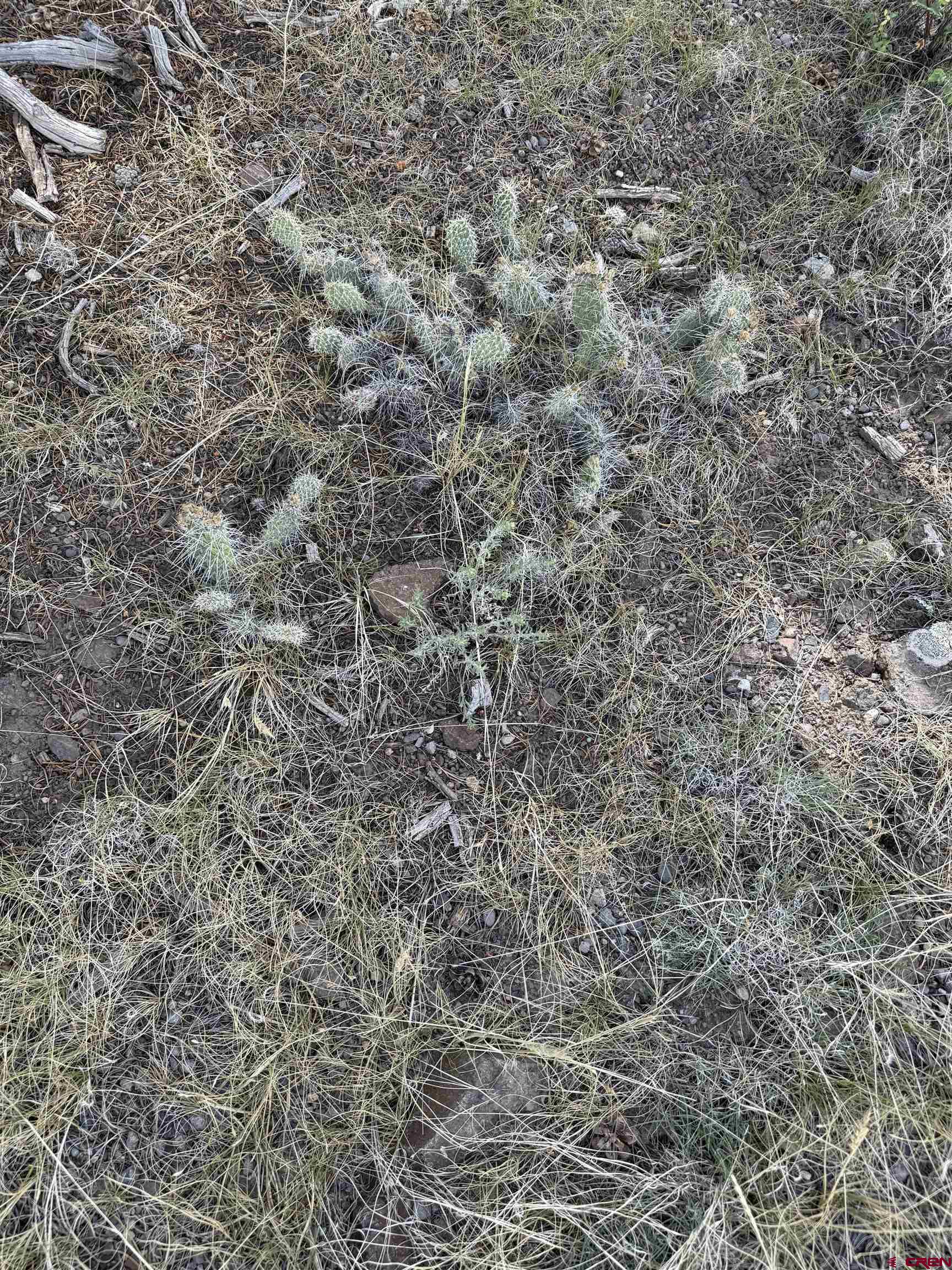 729 Vail Pass Road South Fork, CO 81154 - Photo 4 of 7