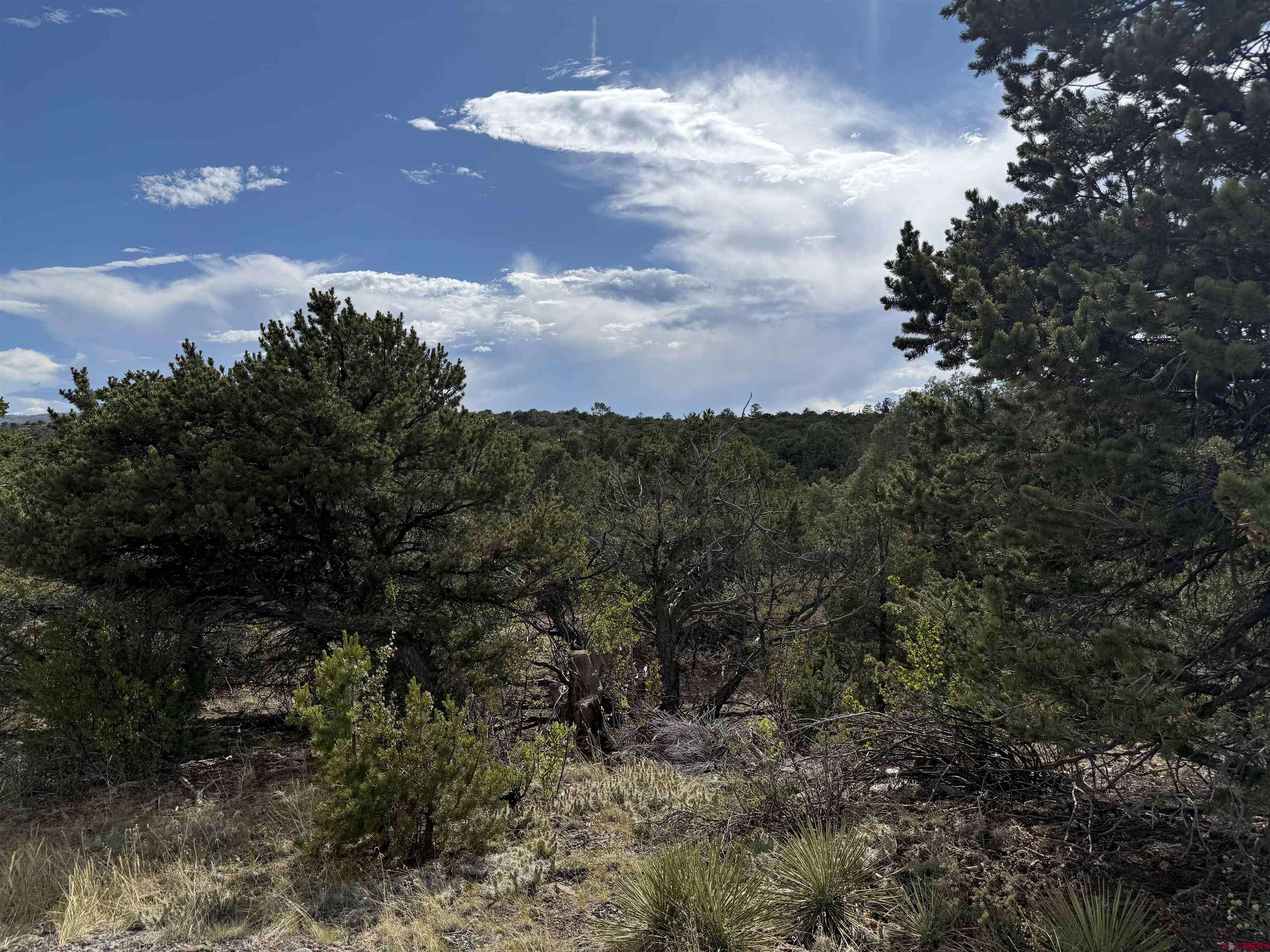 729 Vail Pass Road South Fork, CO 81154 - Photo 6 of 7 a view of a yard