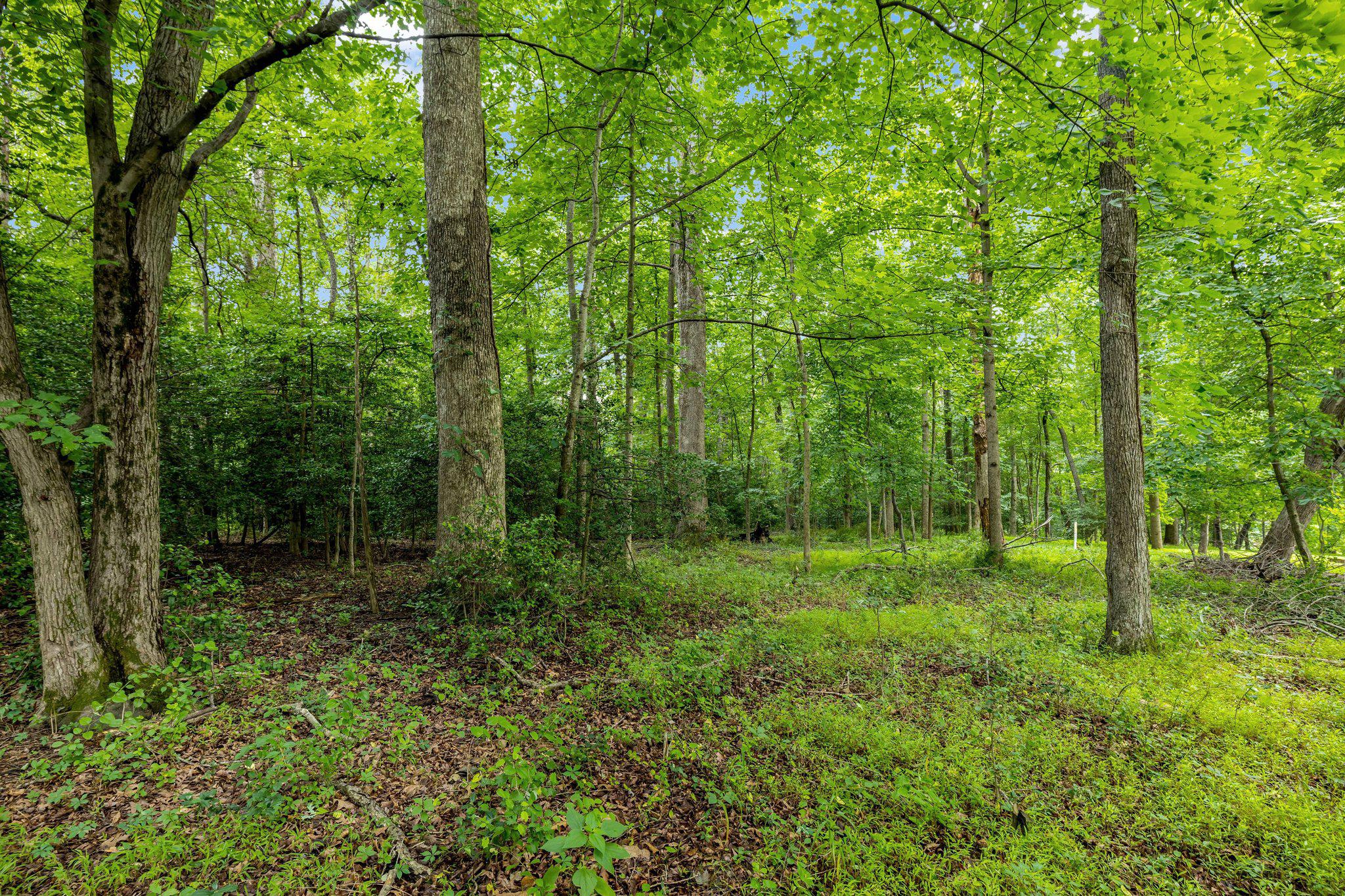 1132 Springvale Road Great Falls, VA 22066 - Photo 73 of 81 Lush green 2 acres of calm.