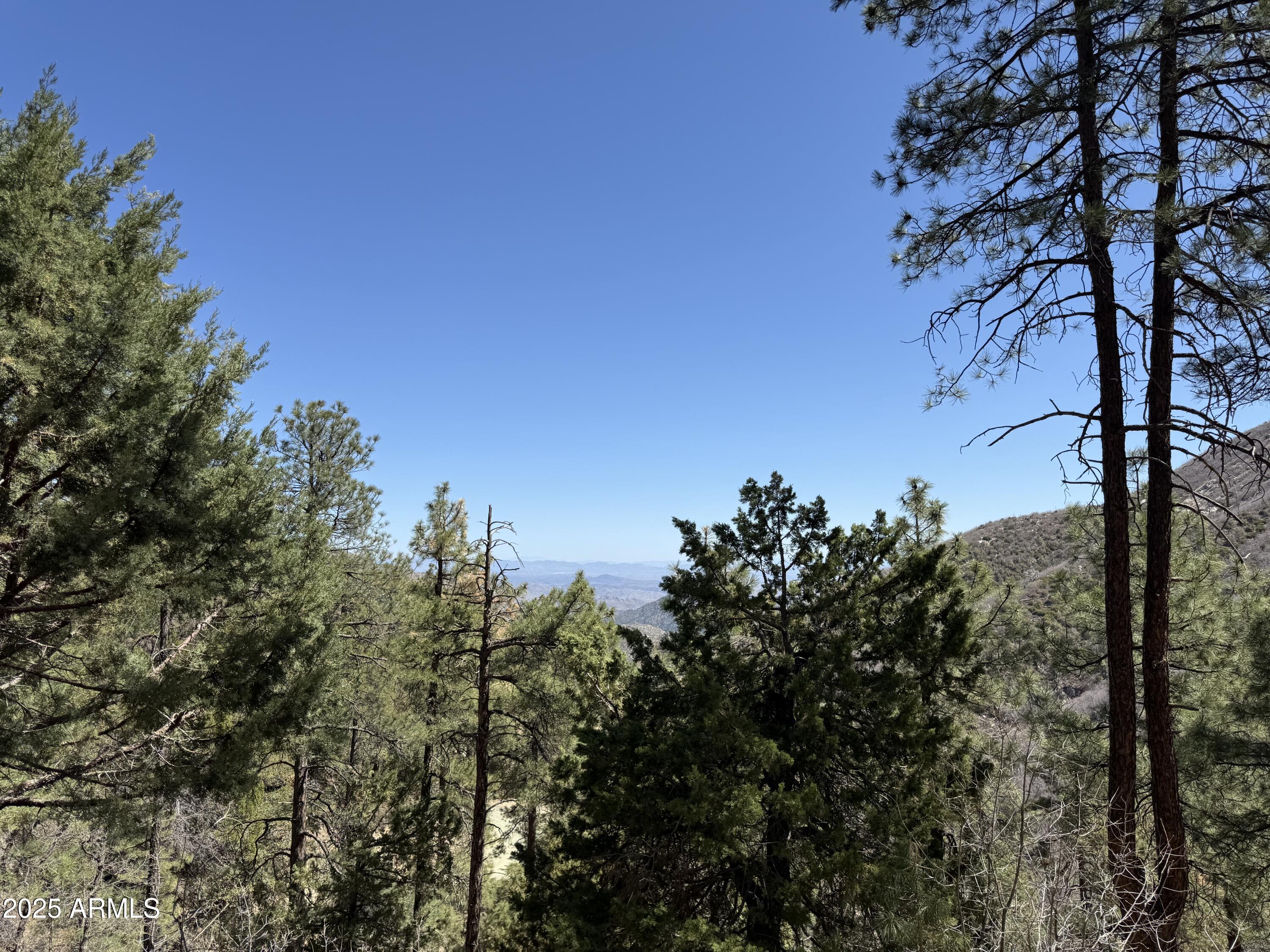 24930 South Horsethief Basin Road Crown King, AZ 86343 - Photo 51 of 57 Tall ponderosa pines
