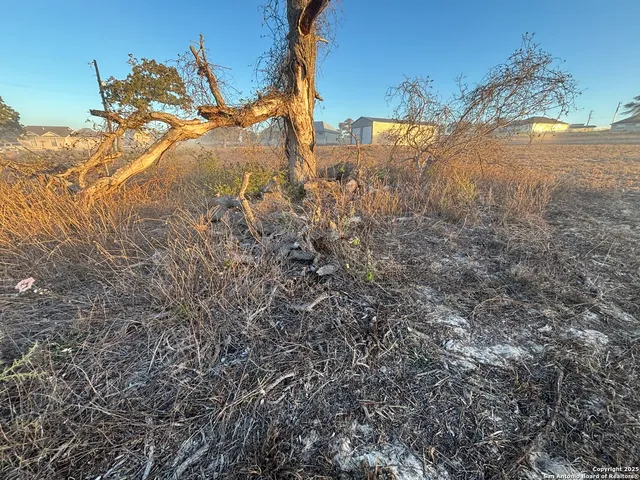 a view of a yard with a tree