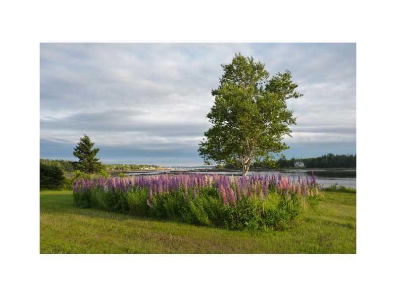102 Tremont Road Bass Harbor, ME 04653 - Photo 10 of 10 Yard/Garden.