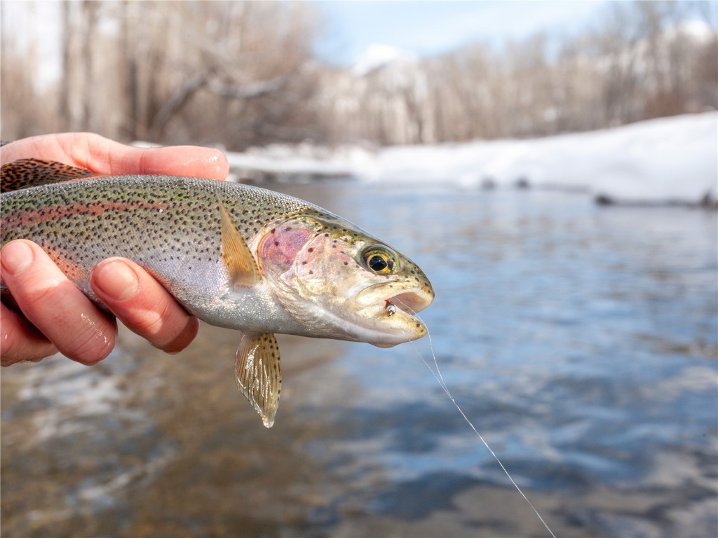 280 Monitor Drive Breckenridge, CO 80424 - Photo 37 of 50 Fly Fishing near Highlands Riverfront