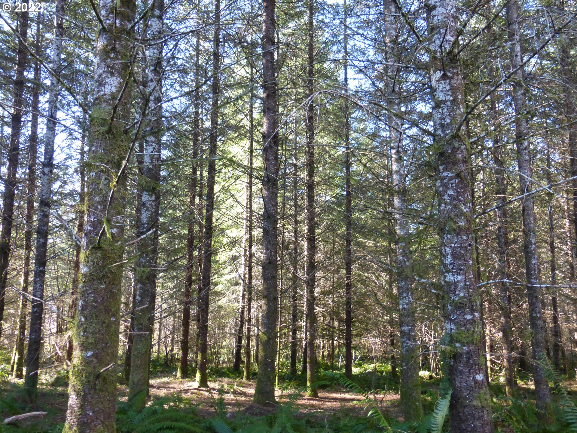 0 Mountain View Road Kalama, WA 98625 - Photo 12 of 30 a view of forest