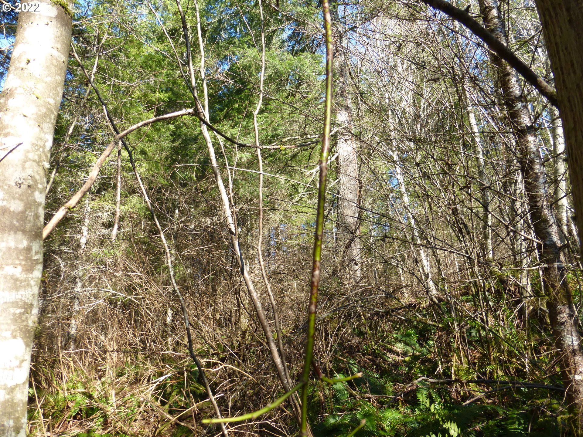 0 Mountain View Road Kalama, WA 98625 - Photo 16 of 30 a view of a yard with plants and wooden fence