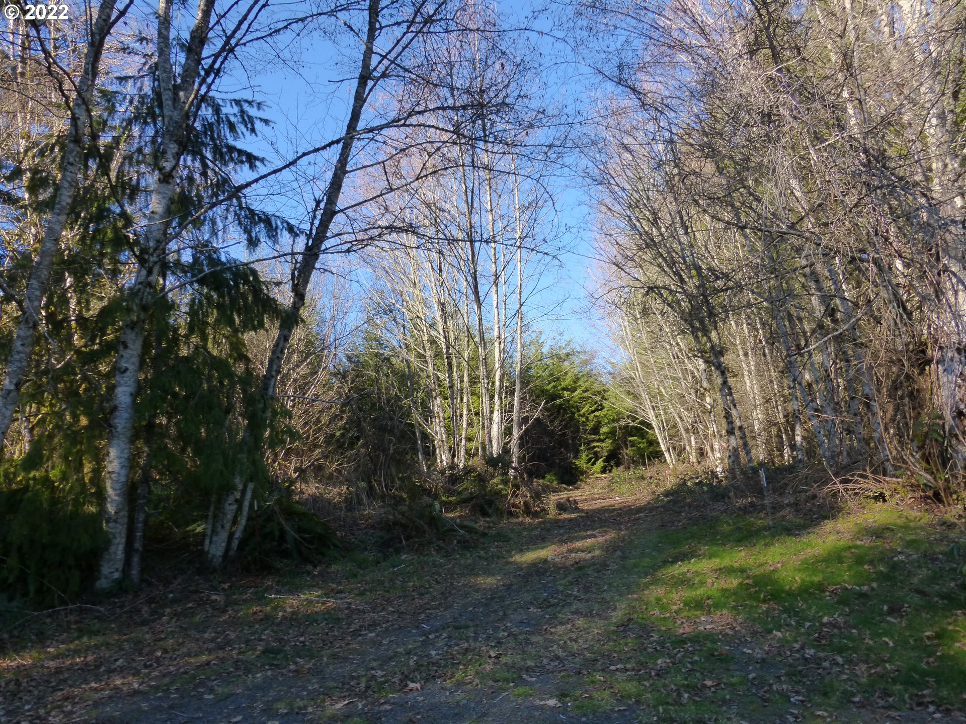 0 Mountain View Road Kalama, WA 98625 - Photo 5 of 30 a view of a yard with plants and trees