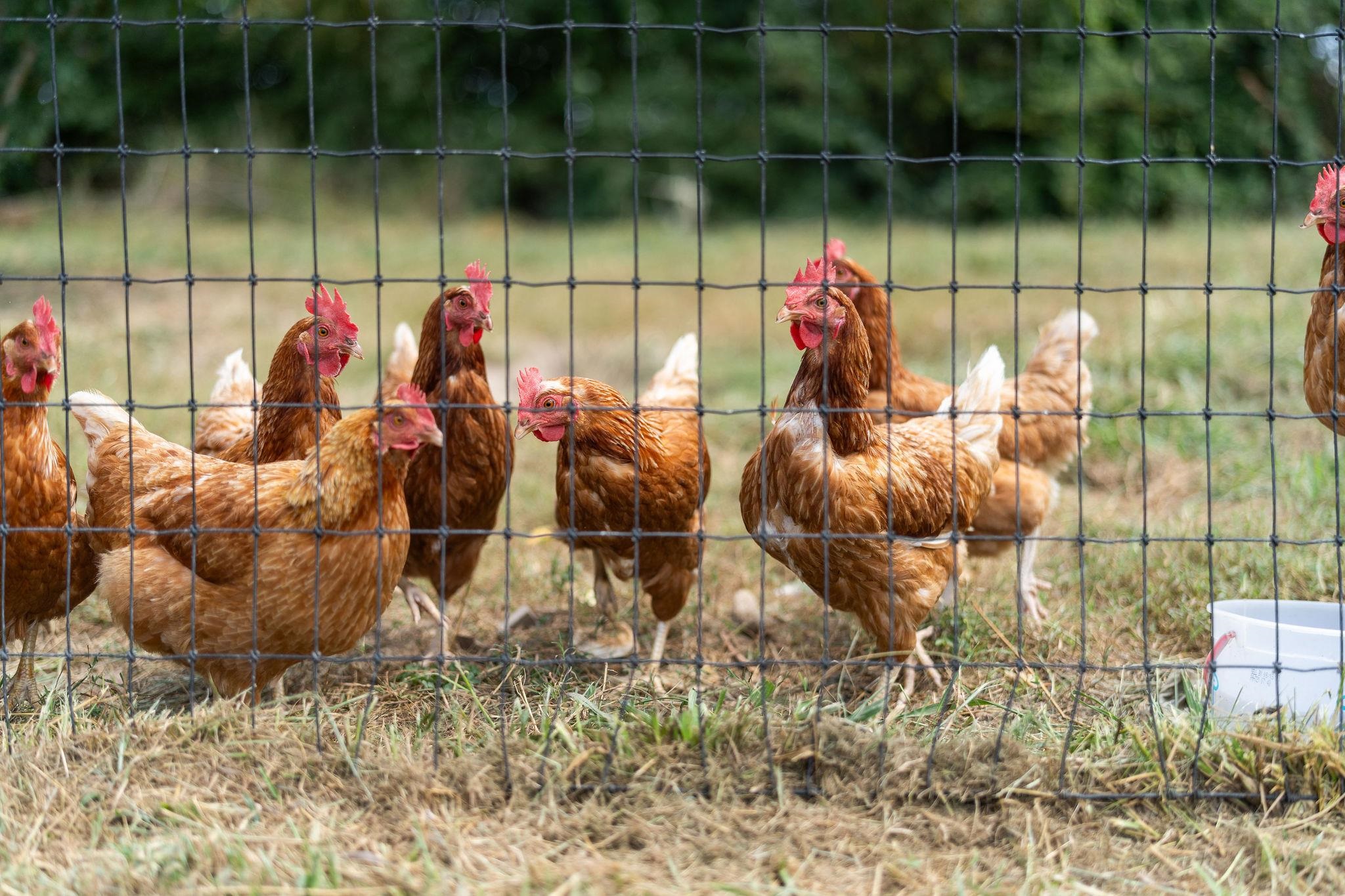 2035 Cold Springs Road Stuarts Draft, VA 24477 - Photo 32 of 43