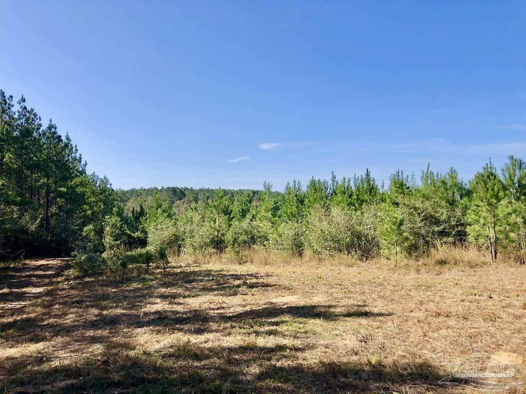 Lot 25-sw Bashi Road Pace, FL 32571 - Photo 11 of 26 Gallery Image 11