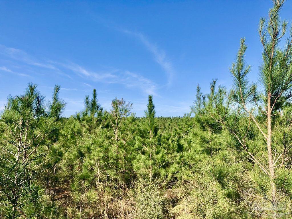 Lot 25-sw Bashi Road Pace, FL 32571 - Photo 7 of 26 Gallery Image 7