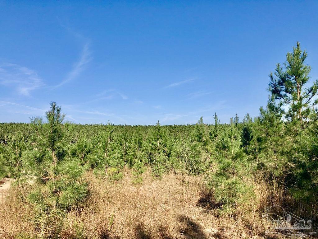 Lot 25-sw Bashi Road Pace, FL 32571 - Photo 8 of 26 Gallery Image 8