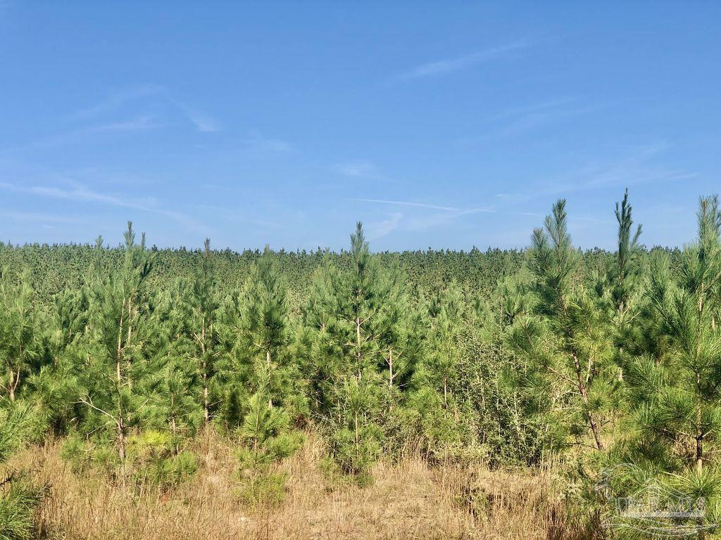 Lot 25-sw Bashi Road Pace, FL 32571 - Photo 9 of 26 Gallery Image 9