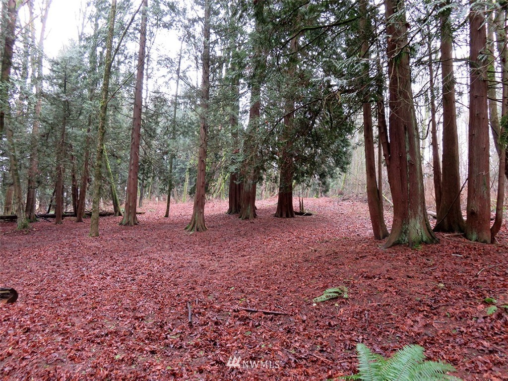 2664 Brown Road Ferndale, WA 98248 - Photo 16 of 16 a view of outdoor space with lots of trees